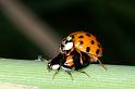 Anatis_ocellata_D3112_Z_80_Loosdrechtse plassen_Nederland